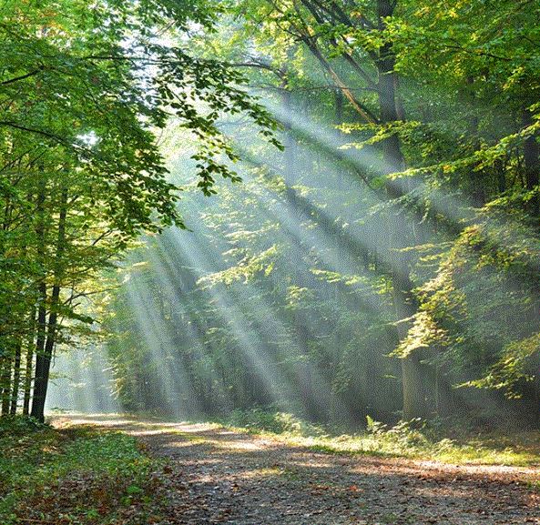 Réduire notre Empreinte Carbone : Objectifs et Moyens Pratiques